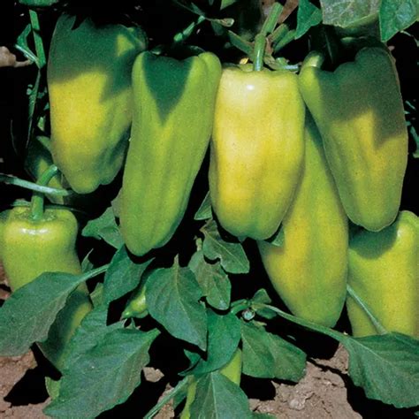 Gypsy Hybrid Sweet Pepper Seeds Park Seed