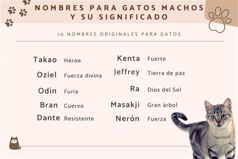 120 Nombres Para Gatos Y Gatitas Con Significado ¡ideas Originales