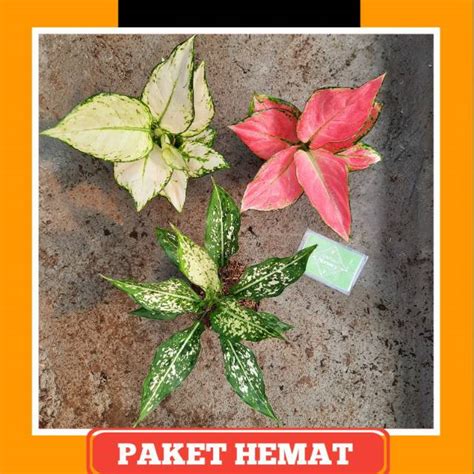 Jual Paket Aglaonema Aglonema Super White Snow White Pink