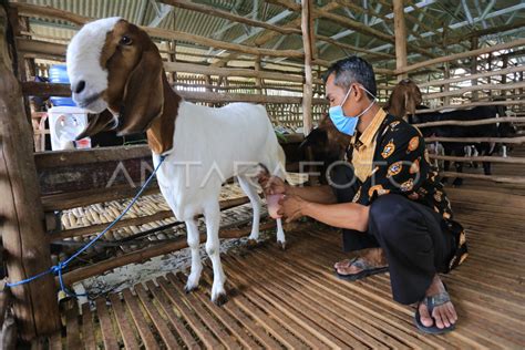 PRODUKSI SUSU KAMBING ETAWA ANTARA Foto