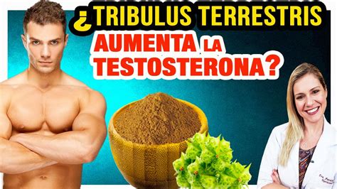 Beneficios Del Tribulus Terrestris Para La Salud