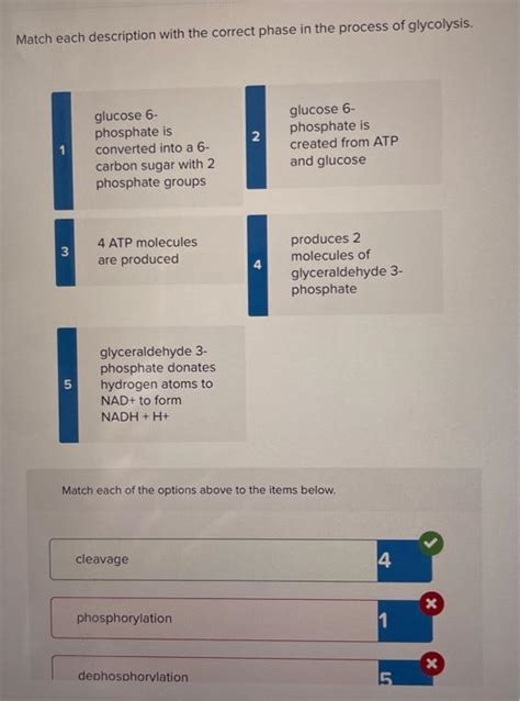 Solved Match Each Description With The Correct Phase In The Chegg