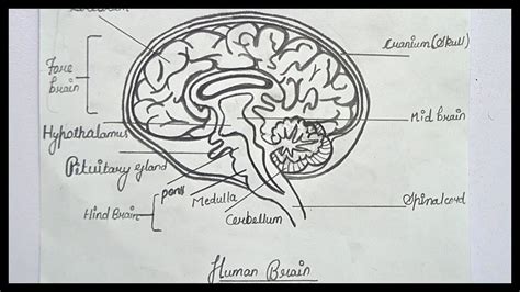 How To Draw Brain Diagram Step By Step Brain Diagram And Labeling