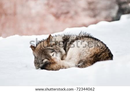 Gray Wolf Sleeping In The Snow Stock Photo 72344062 : Shutterstock