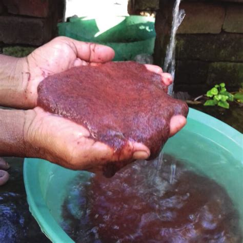 A Paste Of Tubifex Worms For Feeding Pabda Download Scientific Diagram