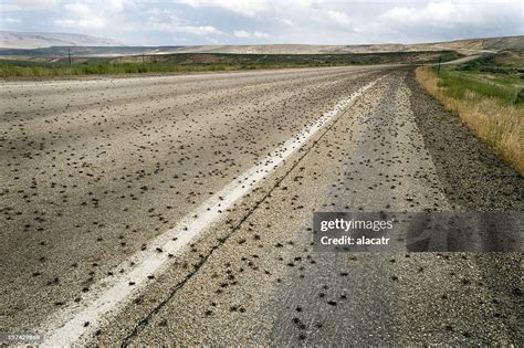 Swarm Of Mormon Crickets Oregon High-Res Stock Photo - Getty Images