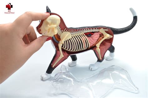 Kit Veterin Rio Cachorro Gato Cavalo Vaca E Porco Anatomias