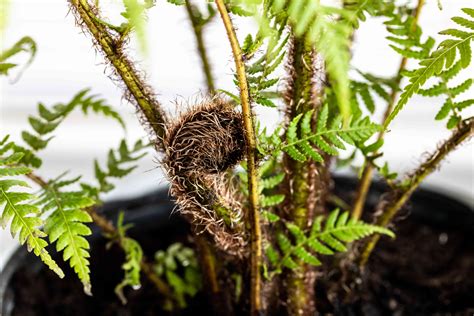 How to Grow and Care for Australian Tree Fern