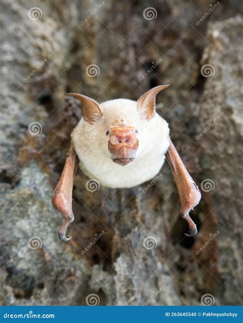 Vampire Bat are Sleeping in the Cave Hanging Stock Photo - Image of ...