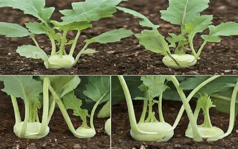 How To Grow Kohlrabi Plants A Step By Step Guide