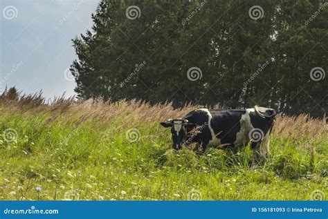 Black And White Cow Grazing On A Green Meadow Stock Image Image Of