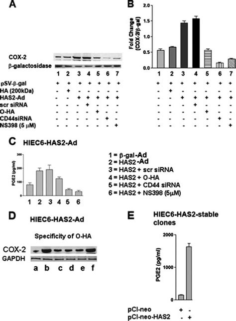 Ha Regulates Cox Expression And Pge Production In Hiec Intestinal