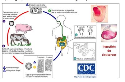 Tema 23 Orden Ciclohyllidea Taenia Saginata Taenia Solium Taeno