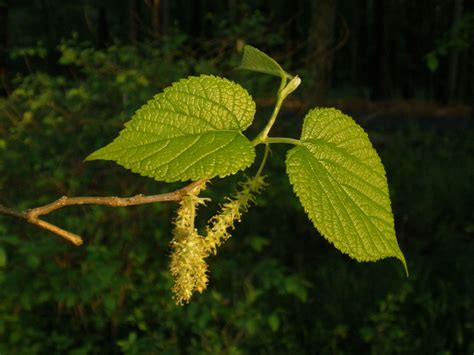 Morus Rubra Moraceae Image At Phytoimages Siu Edu