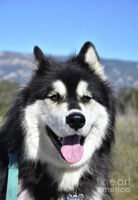 White Alaskan Malamute Blue Eyes