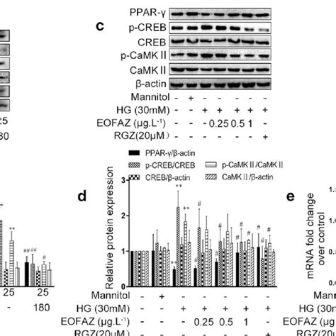 A Ppar Signal Was Involved In The Inhibition Effects Of Eofaz On Rmcs