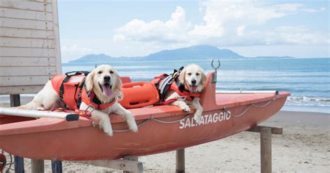 Forte Dei Marmi Cani Bagnino Protagonisti Di Tre Salvataggi In Mare