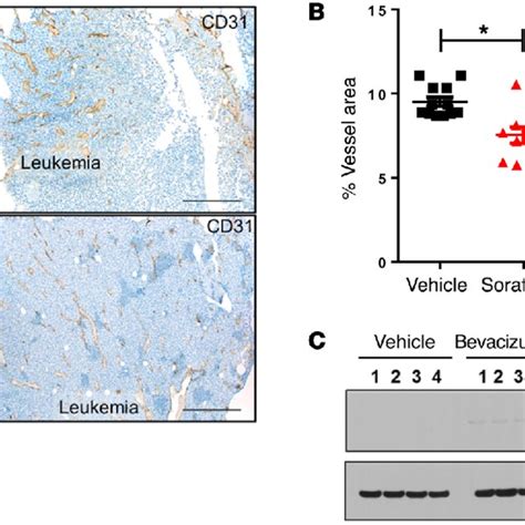 Vegf Inhibition Is Sufficient To Induce Bmx Expression In A Molm