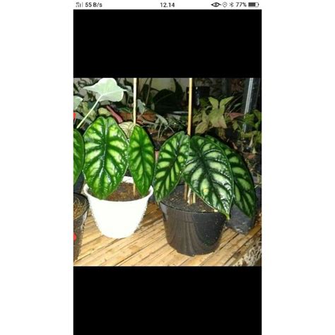 Jual Tanaman Hias Caladium Tengkorak Alocasia Daragon Scale Sirver