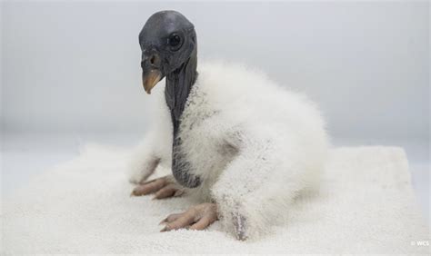 Link Naked Capitalism Blog Nidoproject