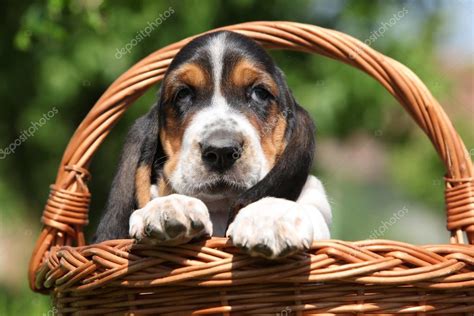 Adorable puppy of basset hound in a basket — Stock Photo © Zuzule #25068099