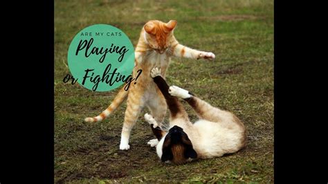 Cat Play Vs Cat Fight And How To Tell The Difference Cute Cats Playing