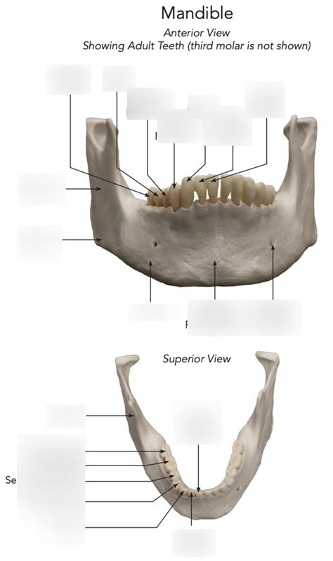 Mandible Diagram Quizlet