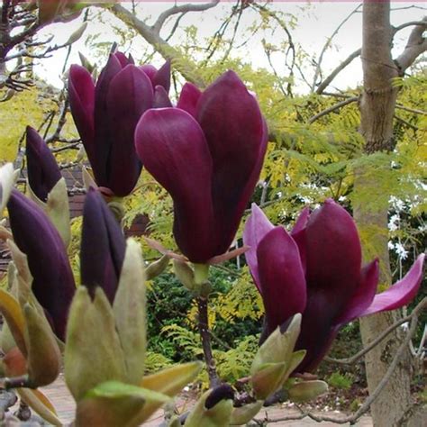 Magnolie Nigra günstig kaufen Meingartenshop at