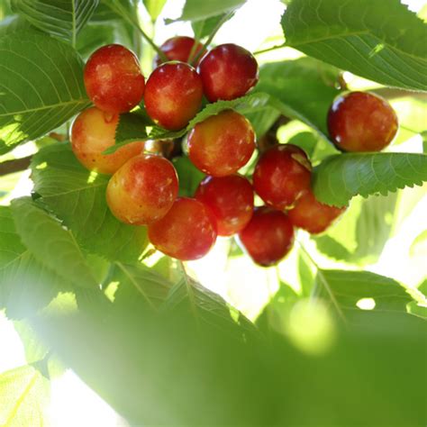 Ciliegio Dolce Imperiale Di Caserta Piantedafrutta Italia