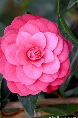 Buy The Best Cold Hardy Camellia Plants That Will Grow In Usda Zone 6