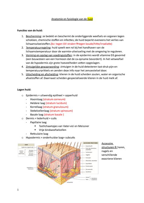 Anatomie En Fysiologie Van De Huid Anatomie En Fysiologie Van De Huid