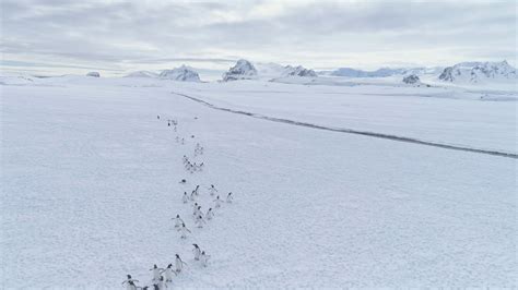 Migration Of Penguins Colony Antarctica Stock Footage SBV-348387089 - Storyblocks