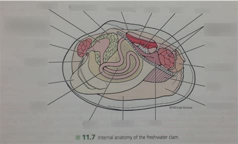 Clam Internal Anatomy Diagram