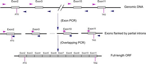 Individual Exons Are Amplified In The First Pcr Exon Pcr Following