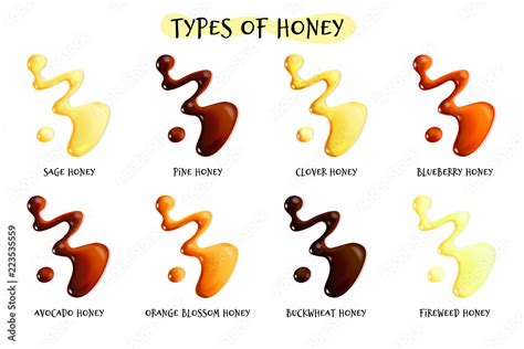 Types Of Honey Realistic Vector Illustration Sweet Drops Of Different