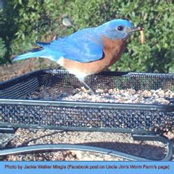 How to Feed Mealworms to Wild Birds - Uncle Jim's Worm Farm