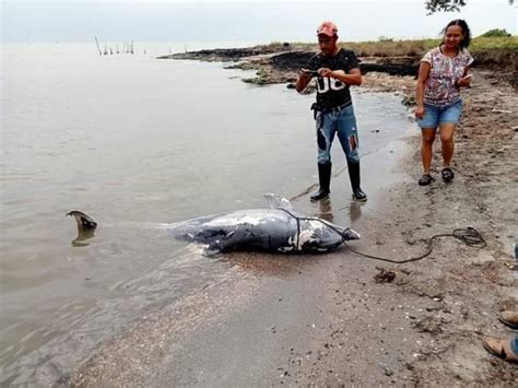 Muere Lucerito La Delf N De La Laguna De Tamiahua