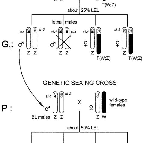 Scheme Of Genetic Sexing System For Lepidoptera Based On The Download Scientific Diagram