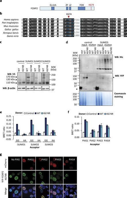 K Is The Major Sumoylation Site In Foxp A Schematic