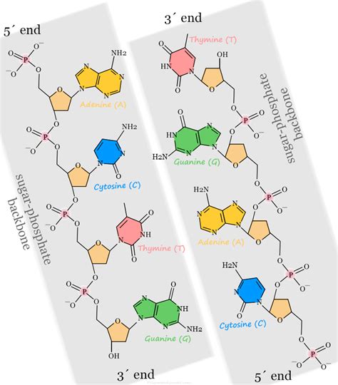 Deoxyribonucleic Acid DNA Structure Types Technology