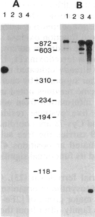 Nuclease Mapping Of The Ends Of The T Vaginalis Ferredoxin