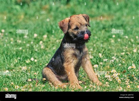 Border Terriers Puppy Hi Res Stock Photography And Images Alamy