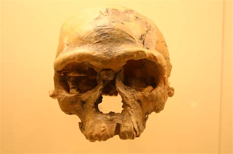 Los orígenes de Homo sapiens revelan una compleja red de supuestos y