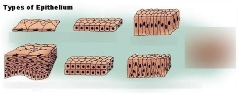 Types of Epithelium Diagram | Quizlet