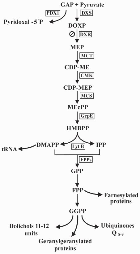 Isoprenoid Biosynthesis Pathway In Plasmodium Falciparum Indicates