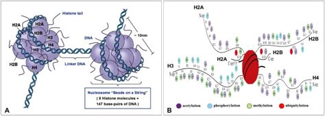 Schematic Representation Of The Nucleosome And Mammalian Core Histone