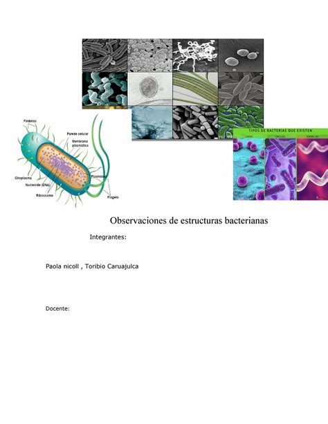 Estructura Bacterianas Observaciones De Estructuras Bacterianas