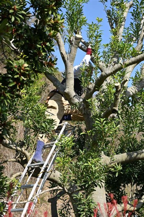 A Gadener Pruning The Bayberry Tree In The Park Stock Image Image Of