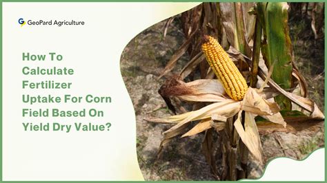 How To Calculate Fertilizer Uptake For Corn Field Based On Yield Dry Value