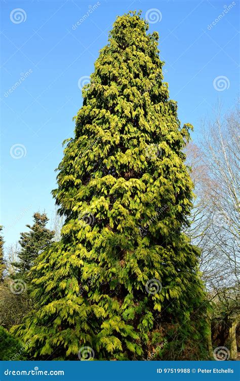 Thuja Occidentalis Conifer Stock Photo Image Of Leaves 97519988